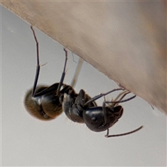 Camponotus aeneopilosus at Russell, ACT - 21 Jan 2025 05:11 PM