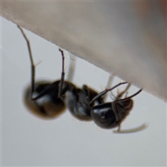 Camponotus aeneopilosus at Russell, ACT - 21 Jan 2025 05:11 PM