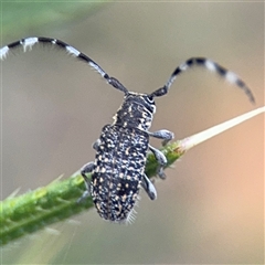 Ancita sp. (genus) (Longicorn or longhorn beetle) at Russell, ACT - 21 Jan 2025 by Hejor1