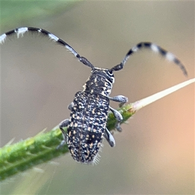 Ancita sp. (genus) (Longicorn or longhorn beetle) at Russell, ACT - 21 Jan 2025 by Hejor1