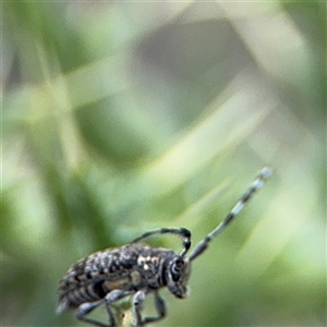 Ancita sp. (genus) at Russell, ACT - 21 Jan 2025 05:10 PM