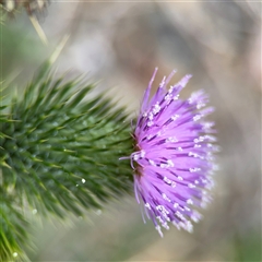 Cirsium vulgare (Spear Thistle) at Barton, ACT - 21 Jan 2025 by Hejor1