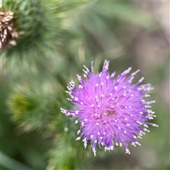 Cirsium vulgare at Barton, ACT - 21 Jan 2025 05:10 PM