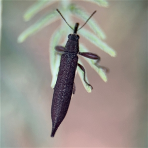 Rhinotia phoenicoptera (Belid weevil) at Parkes, ACT by Hejor1