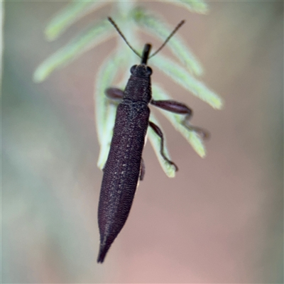 Rhinotia phoenicoptera (Belid weevil) at Parkes, ACT - 21 Jan 2025 by Hejor1