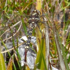 Synthemis tasmanica (Tasmanian Swamp Tigertail) at Southwest, TAS - 19 Jan 2025 by VanessaC