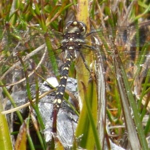 Synthemis tasmanica (Tasmanian Swamp Tigertail) at Southwest, TAS by VanessaC