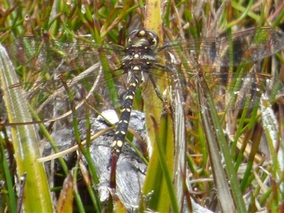 Synthemis tasmanica (Tasmanian Swamp Tigertail) at Southwest, TAS - 19 Jan 2025 by VanessaC