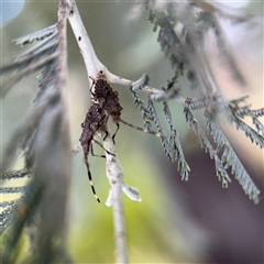 Alcaeus varicornis at Russell, ACT - 21 Jan 2025 by Hejor1