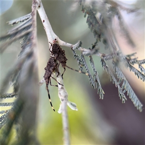 Alcaeus varicornis (Acacia shield bug) at Russell, ACT by Hejor1