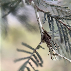 Alcaeus varicornis at Russell, ACT - 21 Jan 2025