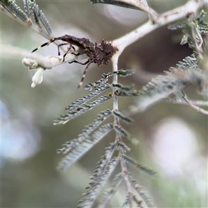 Alcaeus varicornis at Russell, ACT - 21 Jan 2025