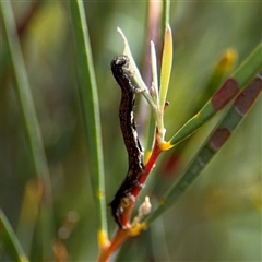Erebidae (family) (Unidentified immature Erebid moth) at Russell, ACT - 21 Jan 2025 by Hejor1