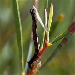 Erebidae (family) at Russell, ACT - 21 Jan 2025 04:46 PM