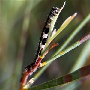 Erebidae (family) at Russell, ACT - 21 Jan 2025 04:46 PM