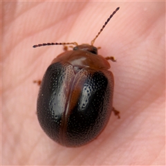 Dicranosterna immaculata (Acacia leaf beetle) at Russell, ACT - 21 Jan 2025 by Hejor1