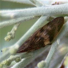 Philagra parva (Beaked spittlebug) at Russell, ACT - 21 Jan 2025 by Hejor1