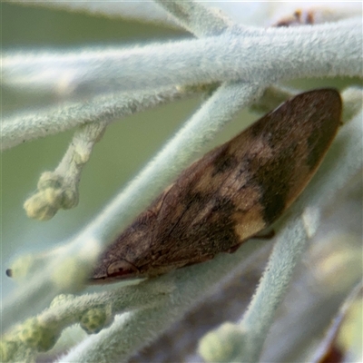 Philagra parva (Beaked spittlebug) at Russell, ACT - 21 Jan 2025 by Hejor1