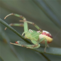 Thomisidae (family) (Unidentified Crab spider or Flower spider) at Parkes, ACT - 21 Jan 2025 by Hejor1