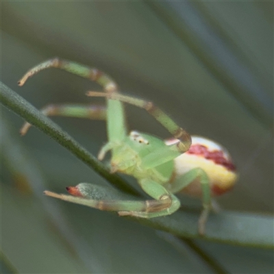 Thomisidae (family) (Unidentified Crab spider or Flower spider) at Parkes, ACT - 21 Jan 2025 by Hejor1