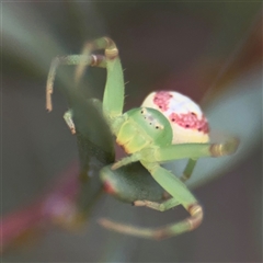 Thomisidae (family) at Parkes, ACT - 21 Jan 2025