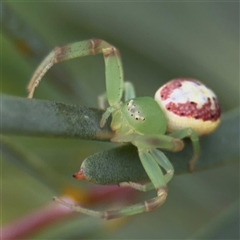 Thomisidae (family) at Parkes, ACT - 21 Jan 2025