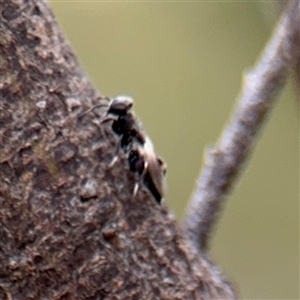 Chalcididae (family) at Russell, ACT - 21 Jan 2025