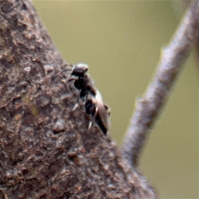 Chalcididae (family) (Unidentified chalcid wasp) at Russell, ACT - 21 Jan 2025 by Hejor1