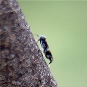 Chalcididae (family) at Russell, ACT - 21 Jan 2025