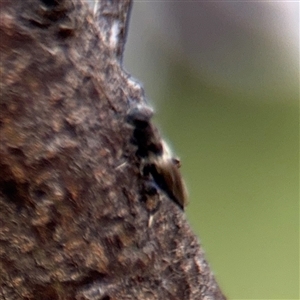 Chalcididae (family) at Russell, ACT - 21 Jan 2025