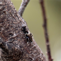 Chalcididae (family) at Russell, ACT - 21 Jan 2025