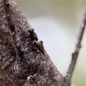 Chalcididae (family) at Russell, ACT - 21 Jan 2025