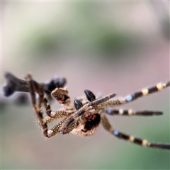 Neosparassus calligaster (Beautiful Badge Huntsman) at Russell, ACT - 21 Jan 2025 by Hejor1