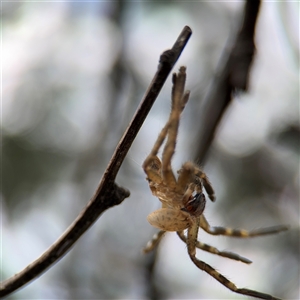 Neosparassus calligaster at Russell, ACT - 21 Jan 2025 04:35 PM