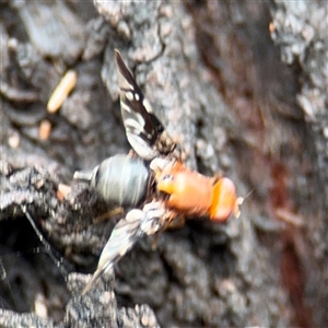 Acanthonevroides sp. (genus) (Fruit fly) at Russell, ACT by Hejor1