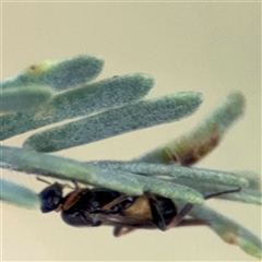 Apocrita (suborder) (Unidentified wasp) at Parkes, ACT - 21 Jan 2025 by Hejor1