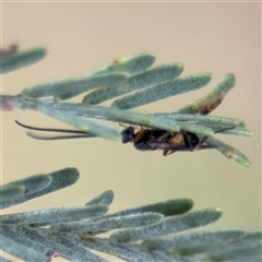 Apocrita (suborder) at Parkes, ACT - 21 Jan 2025