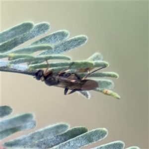 Apocrita (suborder) at Parkes, ACT - 21 Jan 2025 04:33 PM