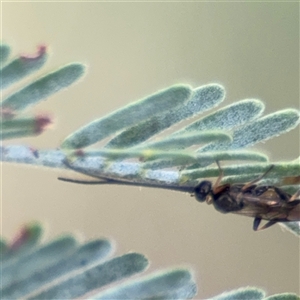 Apocrita (suborder) at Parkes, ACT - 21 Jan 2025 04:33 PM