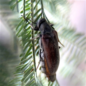 Ripiphoridae (family) at Russell, ACT - 21 Jan 2025