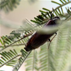 Ripiphoridae (family) at Russell, ACT - 21 Jan 2025