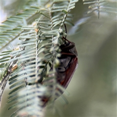 Ripiphoridae (family) at Russell, ACT - 21 Jan 2025