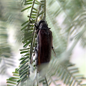 Ripiphoridae (family) at Russell, ACT - 21 Jan 2025