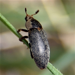 Dermestes sp. (genus) at Russell, ACT - 21 Jan 2025 by Hejor1