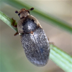 Dermestes maculatus at Russell, ACT - 21 Jan 2025