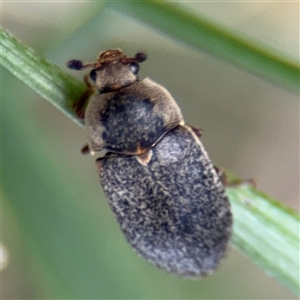 Dermestes maculatus at Russell, ACT - 21 Jan 2025