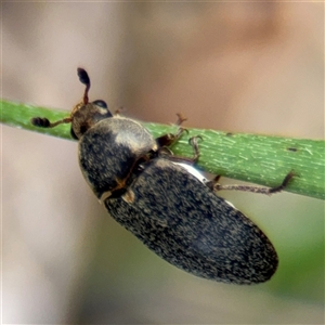 Dermestes maculatus at Russell, ACT - 21 Jan 2025