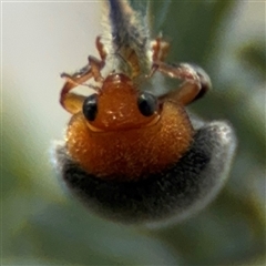 Cryptolaemus montrouzieri (Mealybug ladybird) at Russell, ACT - 21 Jan 2025 by Hejor1