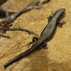 Unidentified Skink at Southwest, TAS - 19 Jan 2025 by VanessaC