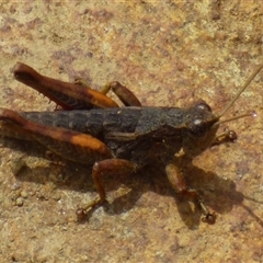 Unidentified Grasshopper (several families) at Southwest, TAS - 19 Jan 2025 by VanessaC